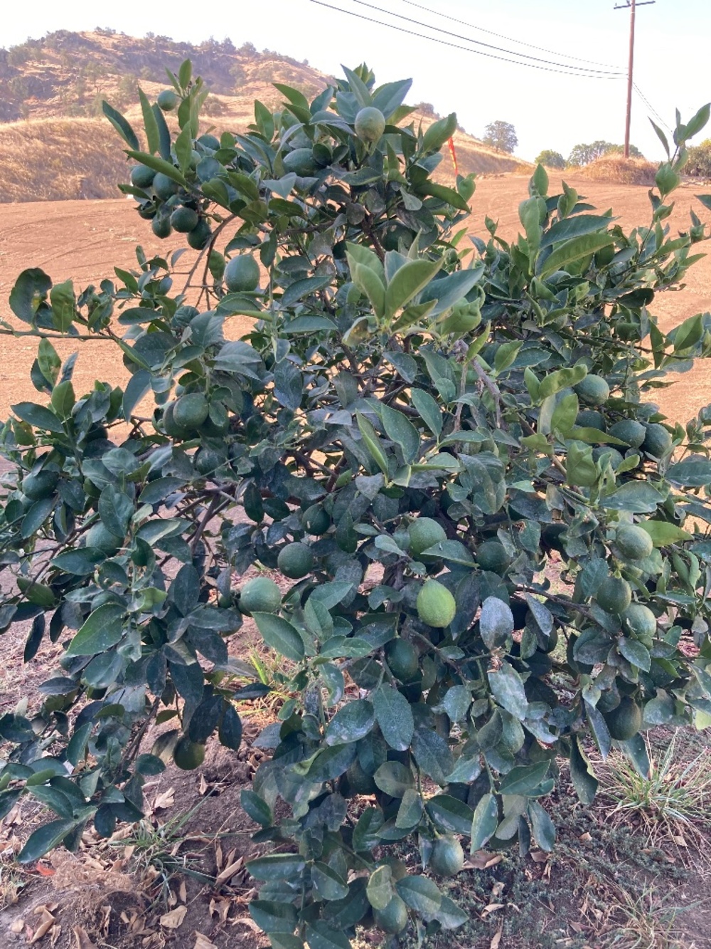 Our daily views of orchards Lemon Cove, CA